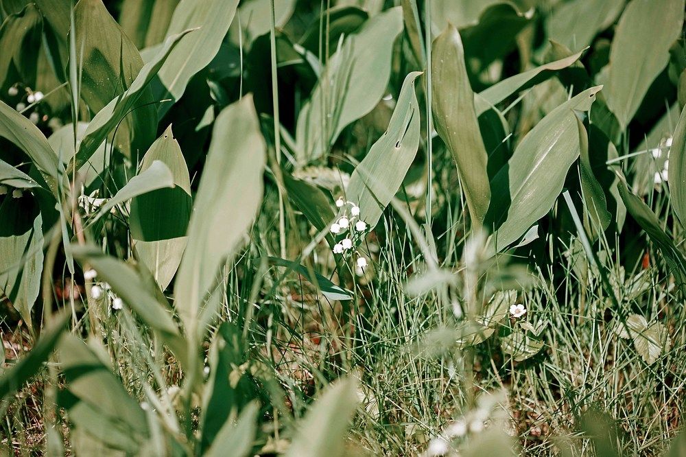 Photograph by Надежда Черковская