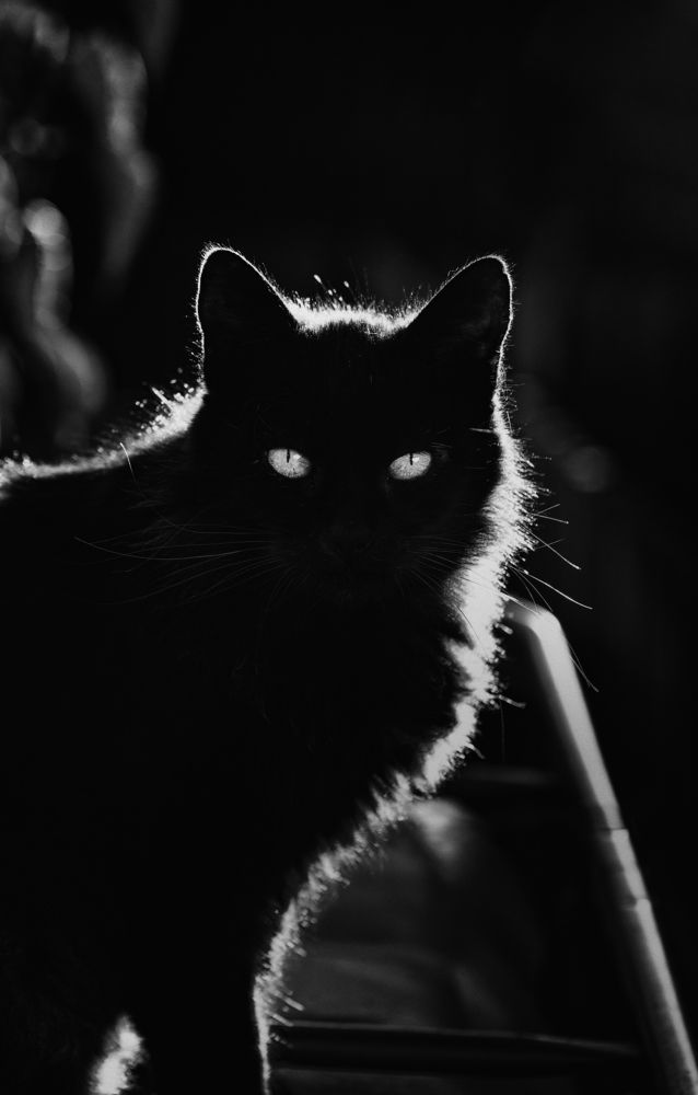 Black cat is watching