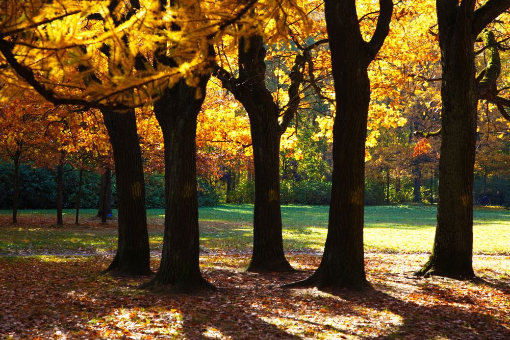 А дубы...колдуны... осень...1