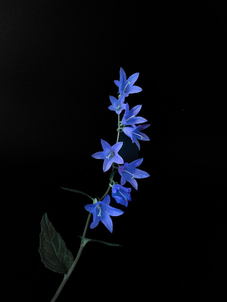 Photograph by Людмила Казак