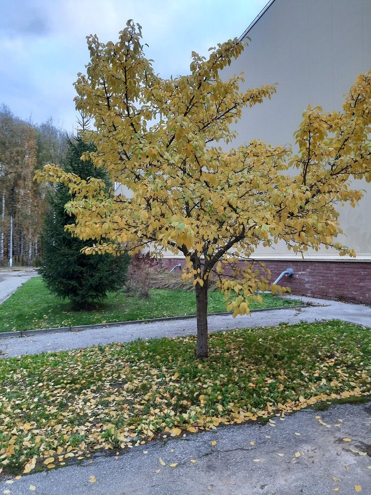 Фотография автора Елена Пикатова