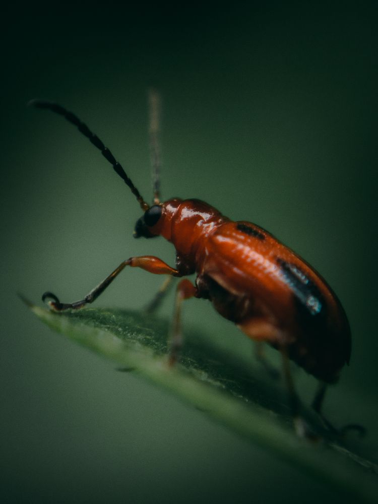 Photograph by Ashiq P F Mohammed