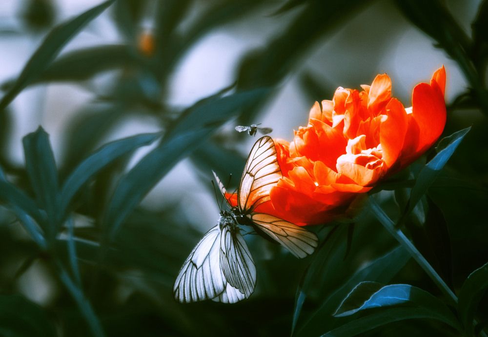 Photograph by Юлия Лушникова