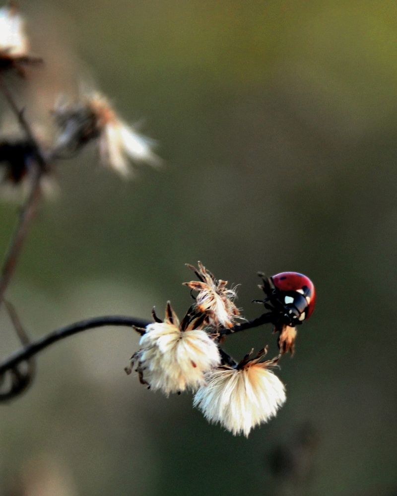 Фотография автора Таня Долгушева