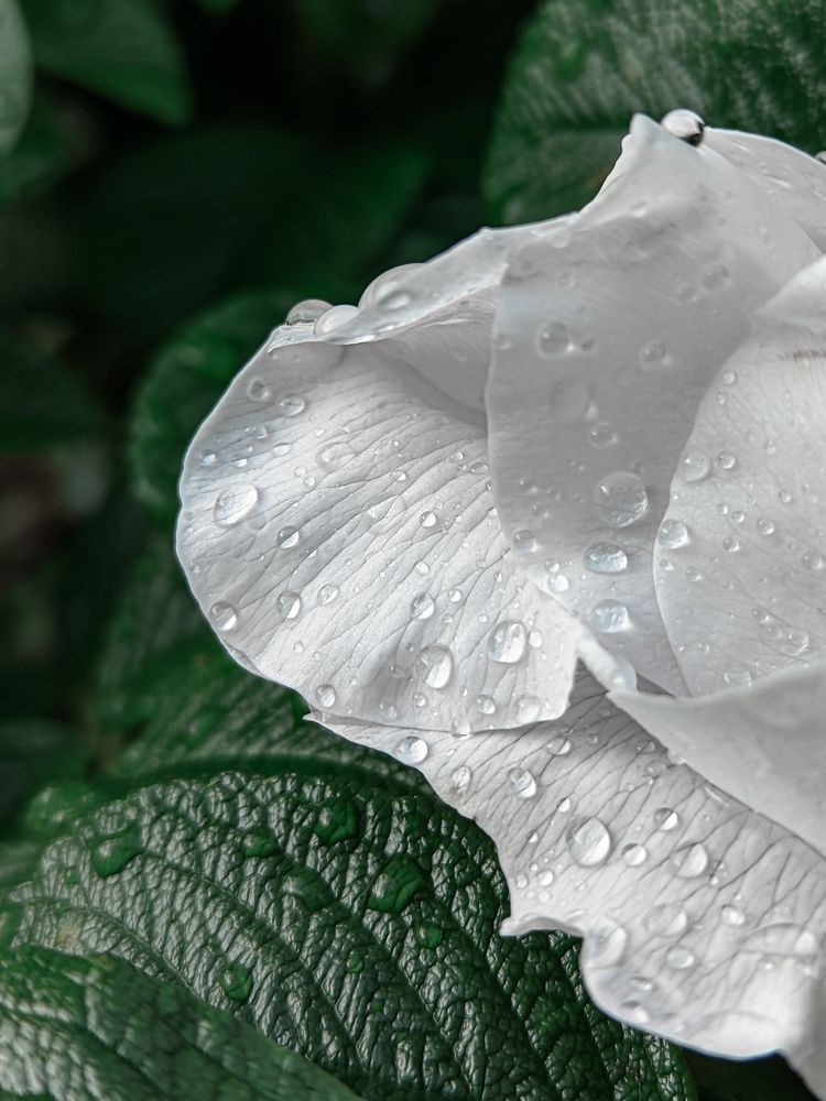 Фотография автора Олеся