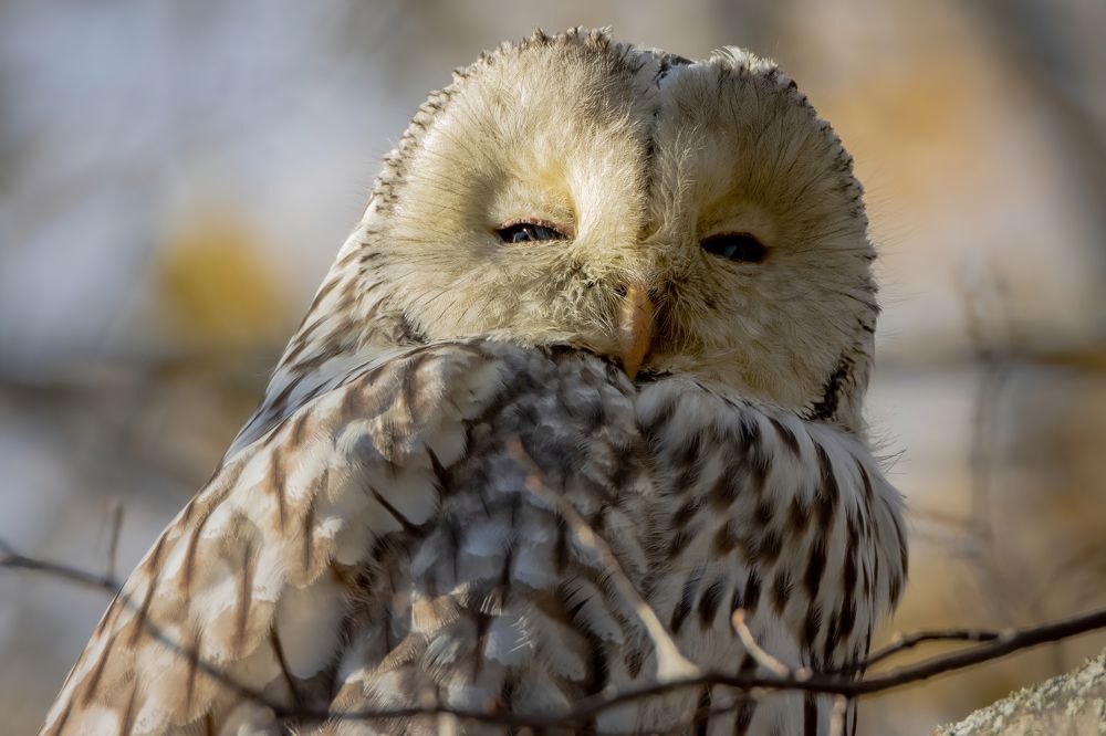 Длиннохвостая неясыть щурится от света заката