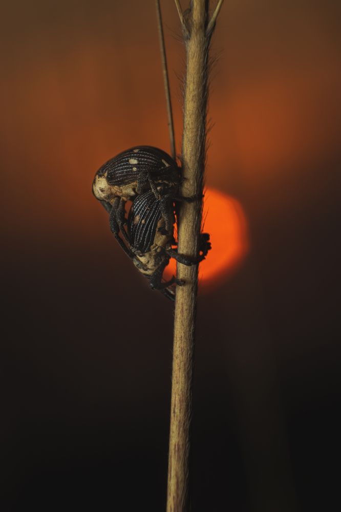 Photograph by Arnab Jana