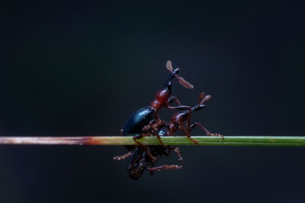 Photograph by Arnab Jana