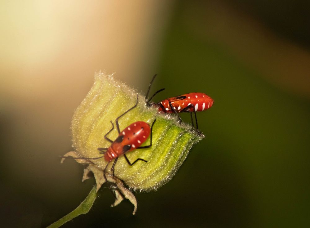 Photograph by Arnab Jana