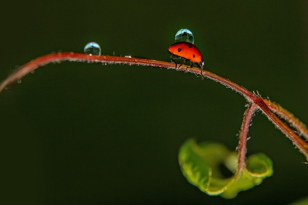 Photograph by Ольга Цветкова
