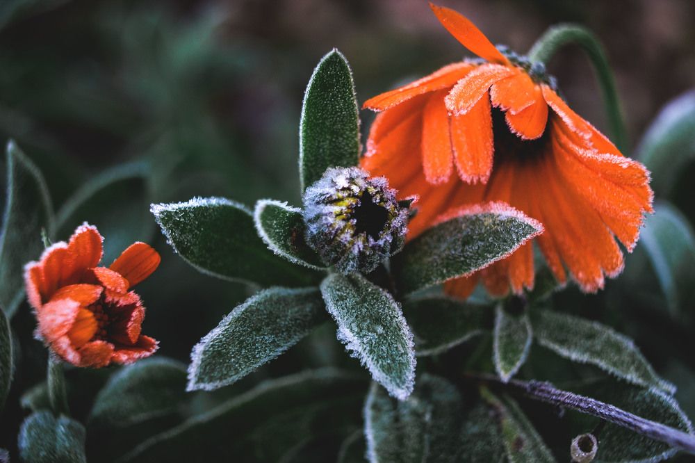 Первые заморозки.