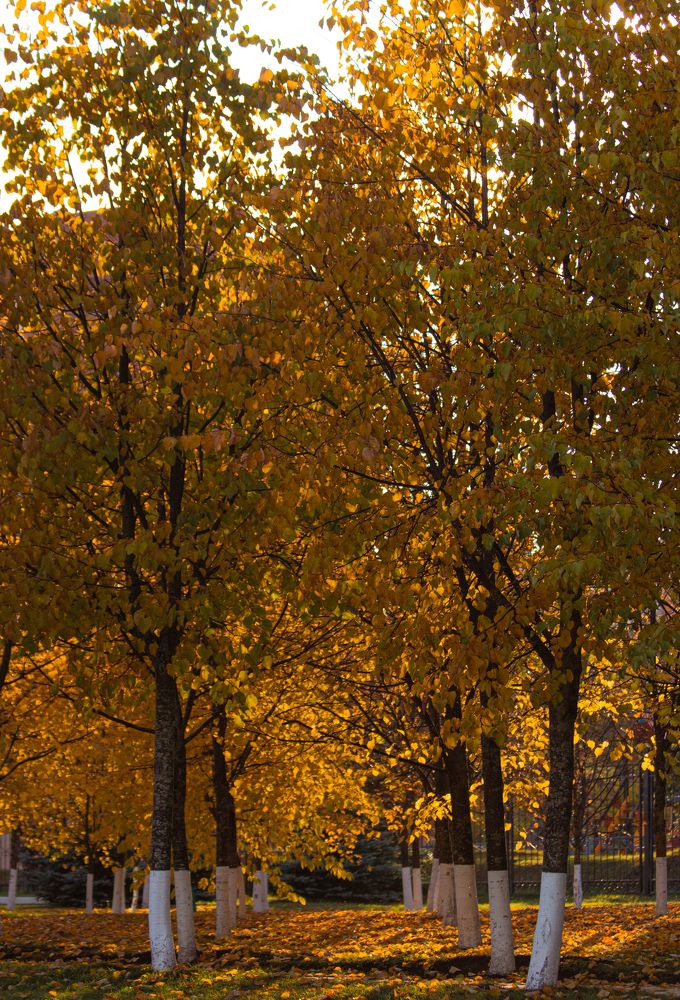 Photograph by Ivan Majors