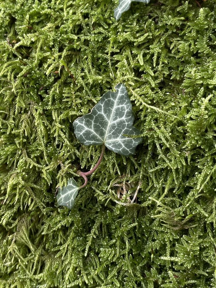 Photograph by Елена Горбунова