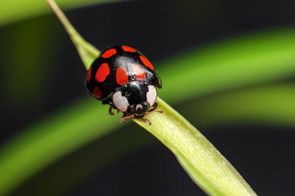 Фотография автора Renat Mansurov