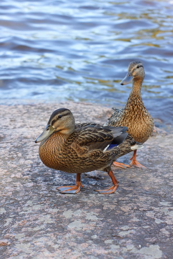 Photograph by Светлана Сафонова