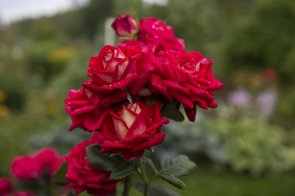 Photograph by Филиппов Олег