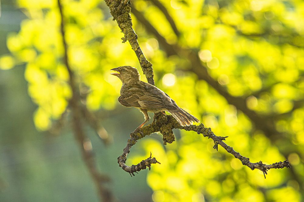 Сквер вокруг фонтана