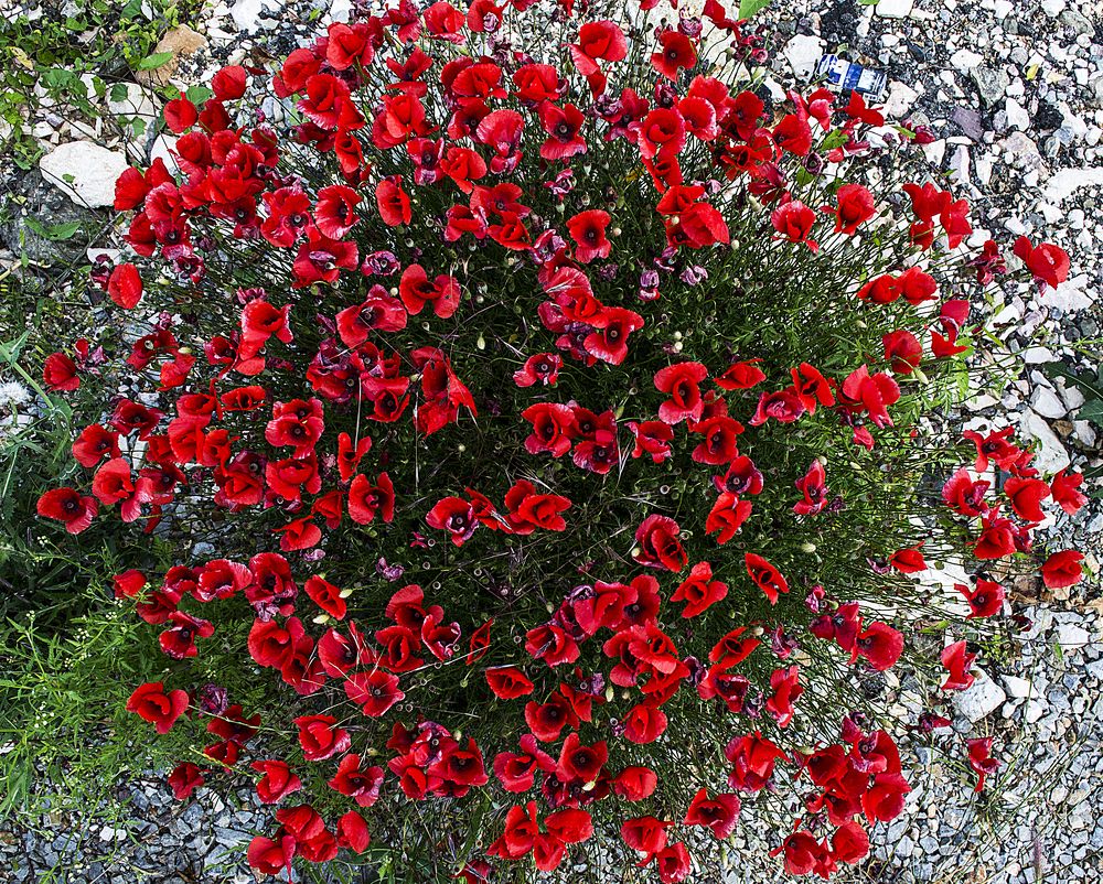 Photograph by Stojan Saveski