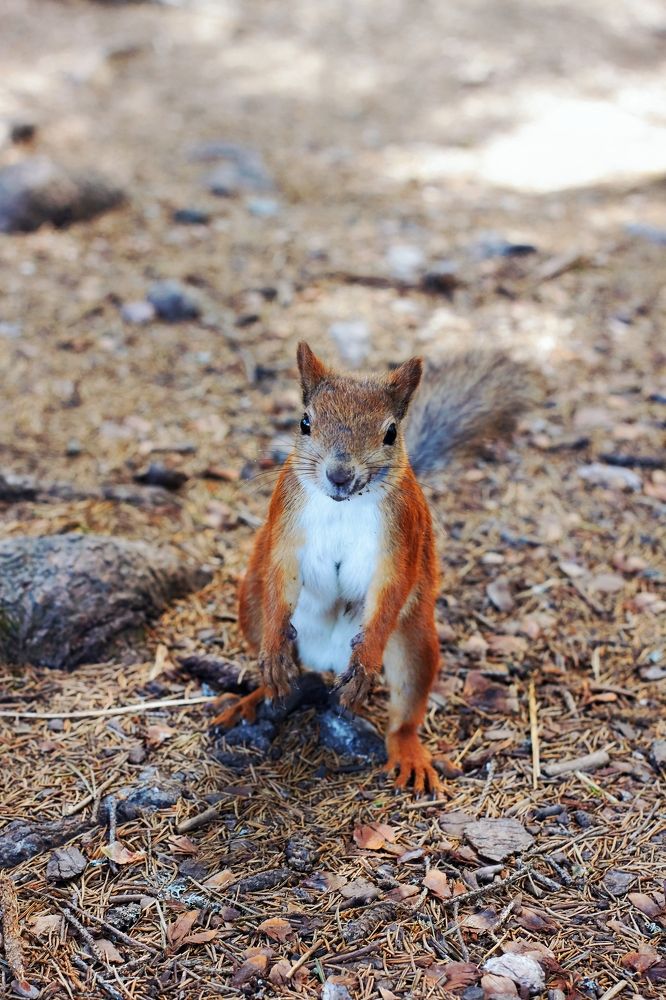 Photograph by Светлана Сафонова