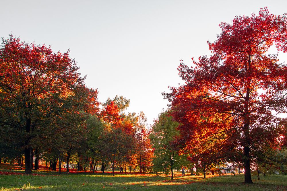 Фотография автора Ирина Яздан Мехр