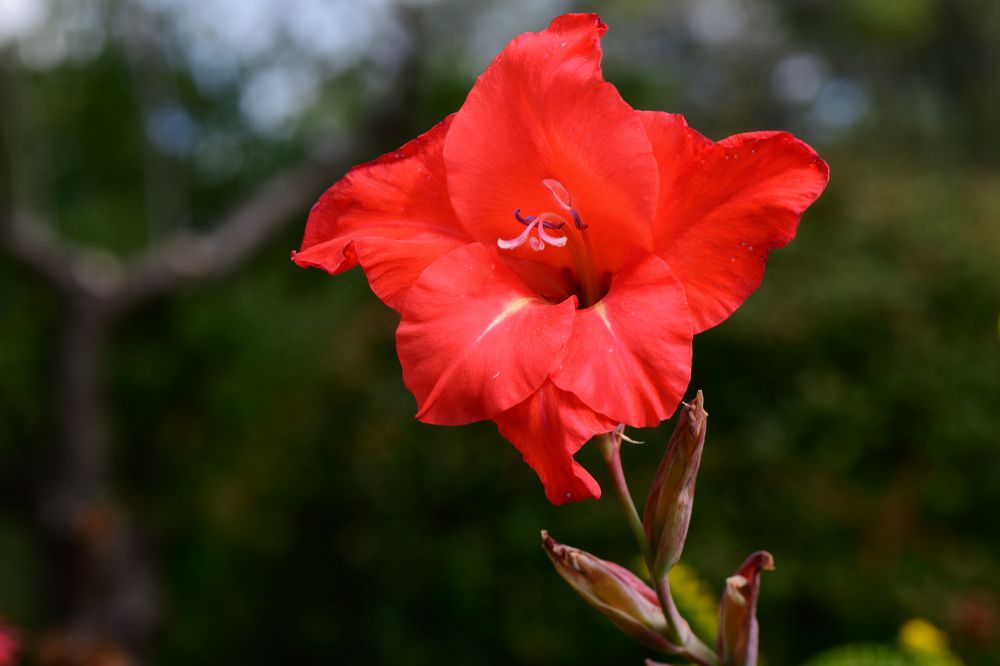 Photograph by Alexander