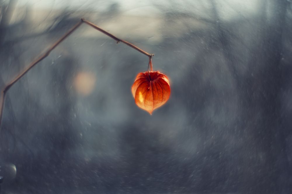 Фотография автора Refat Mamutov