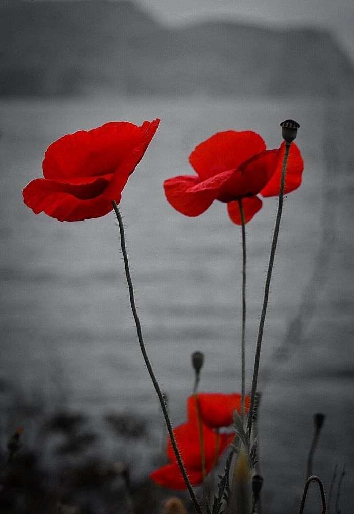 Photograph by Екатерина Гордеева