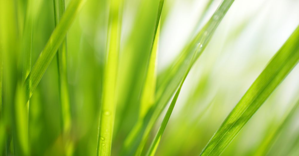 Фотография автора Наталья Белова