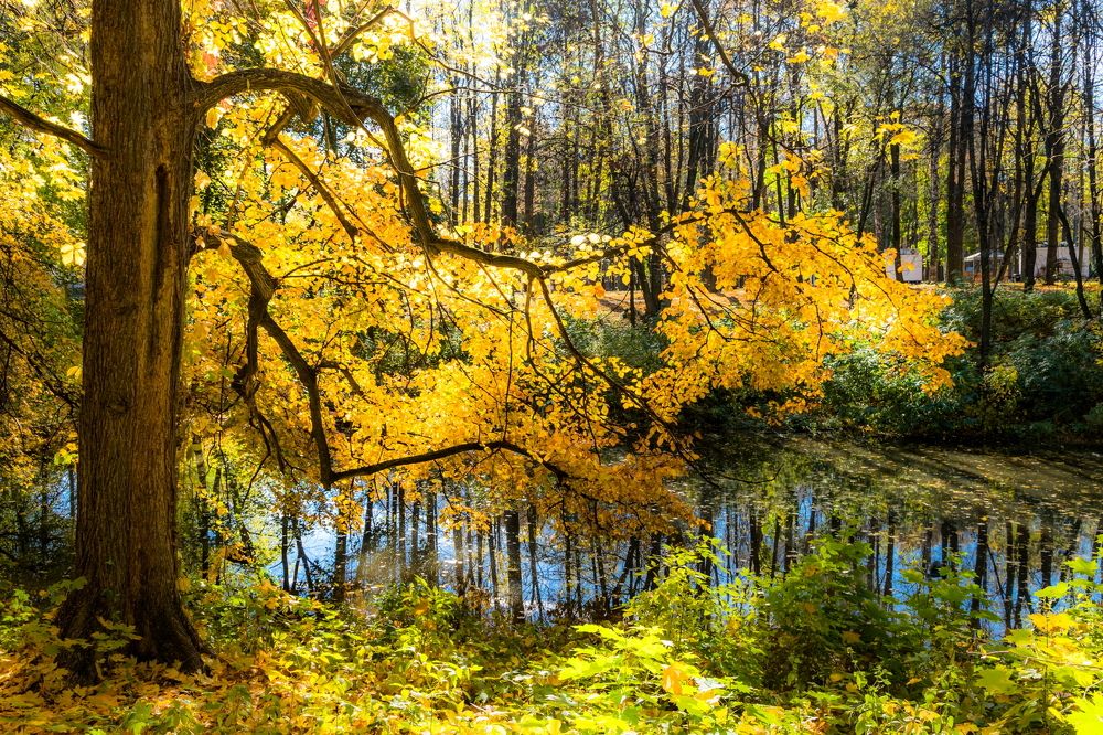 Городской парк