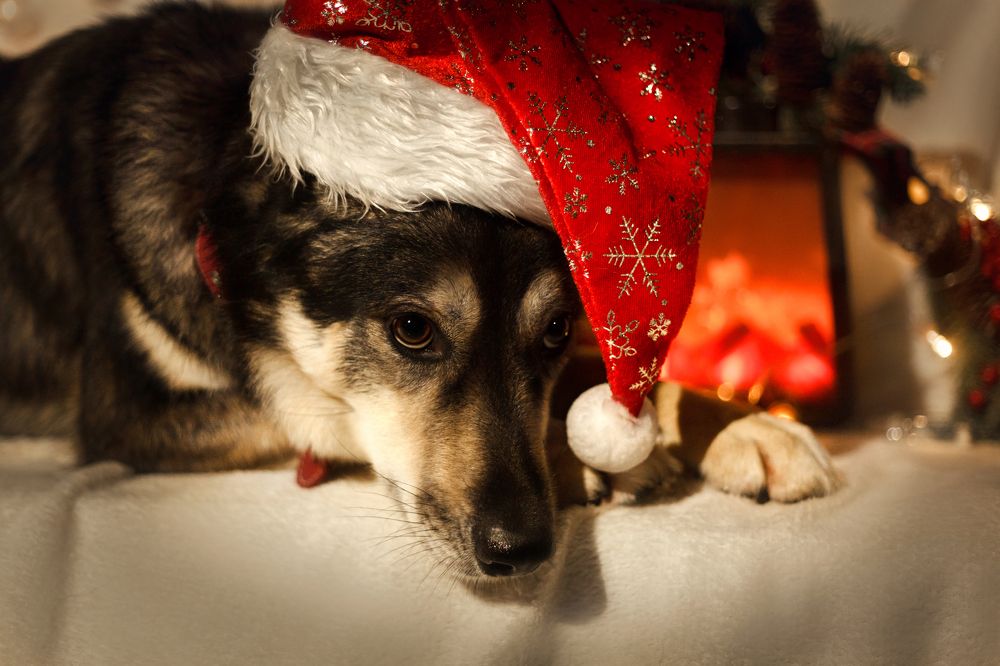 Photograph by Татьяна Степанова