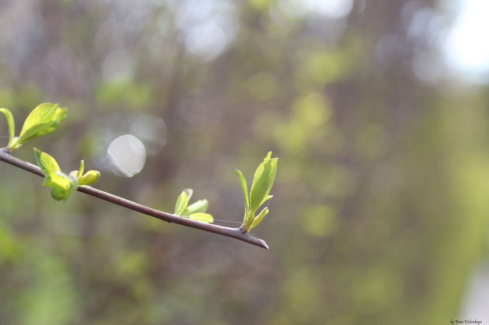 Photograph by Яна Кисловская