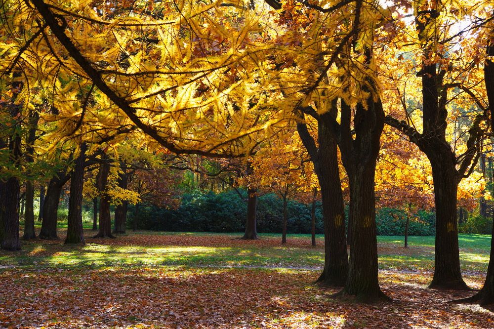 Лиственница золотая...!