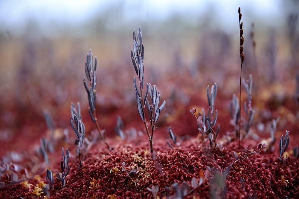 Photograph by Ольга Одаренко