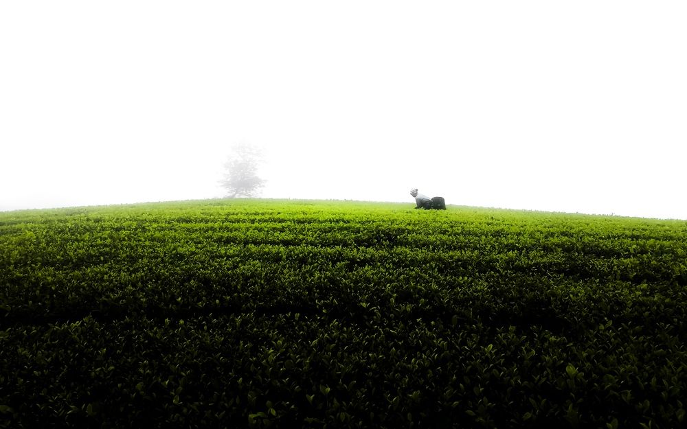 Photograph by Kevin Nguyen