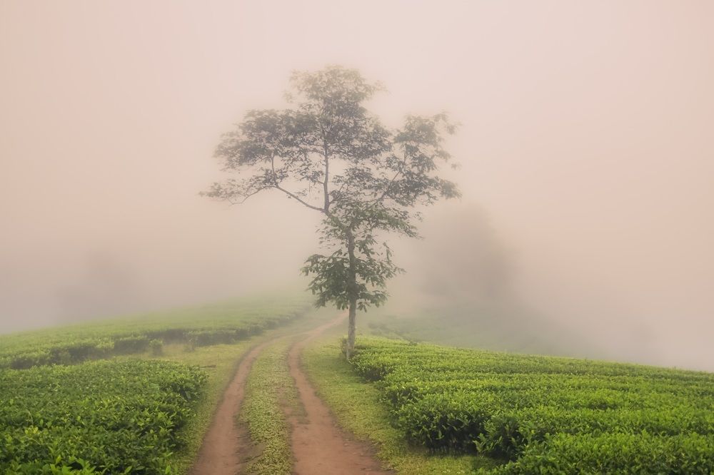 Photograph by Kevin Nguyen