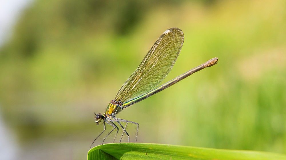 Зеленая стрекоза