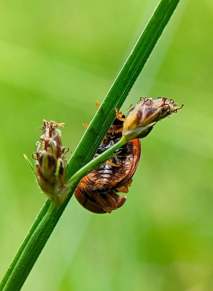 Photograph by Yernaidu Nelipudi