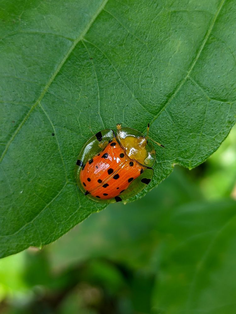 Photograph by Yernaidu Nelipudi