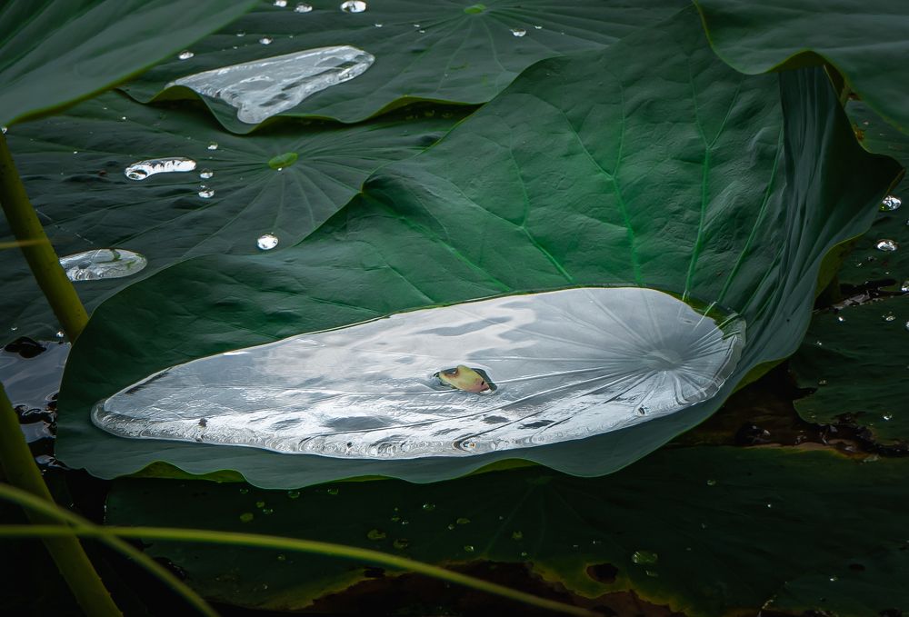 Озеро в листе лотоса