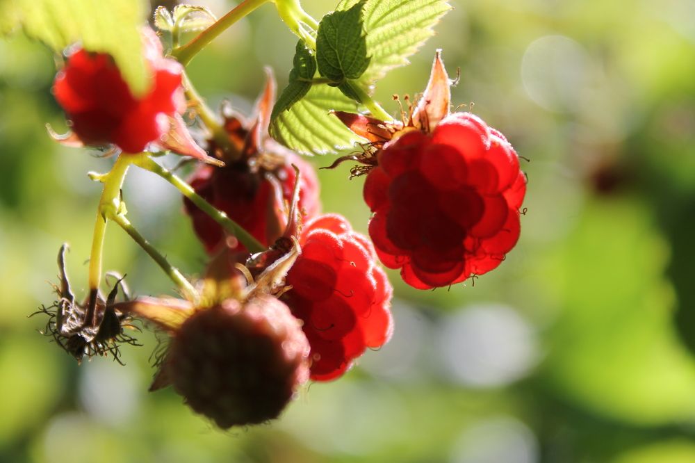 Photograph by Наталья Жигарева