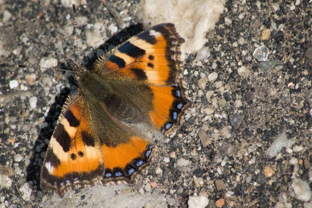 Photograph by Светлана Тарханова