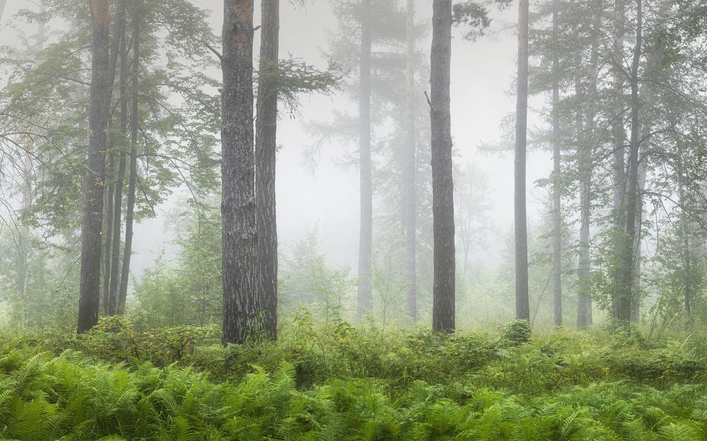 Photograph by Татьяна Бирюкова