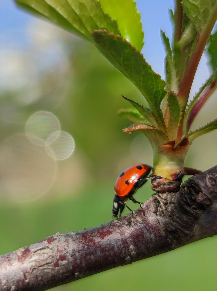 Photograph by Карина Берещанская