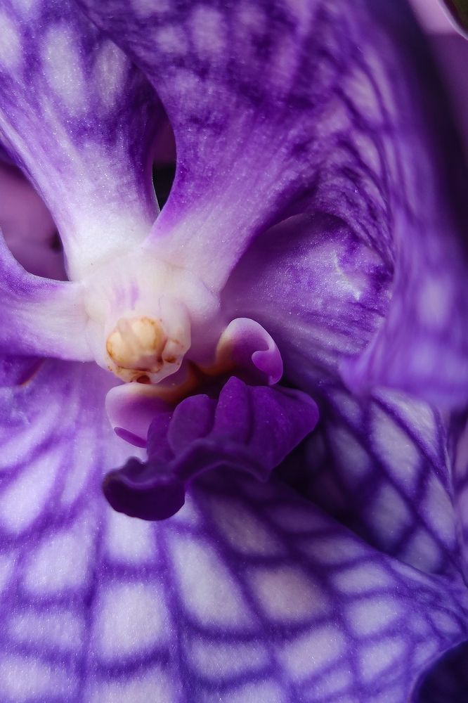 Photograph by Карина Берещанская