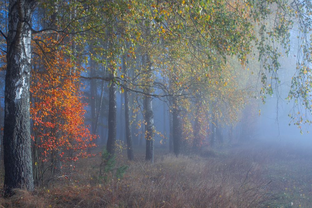 Photograph by Игорь Денисов