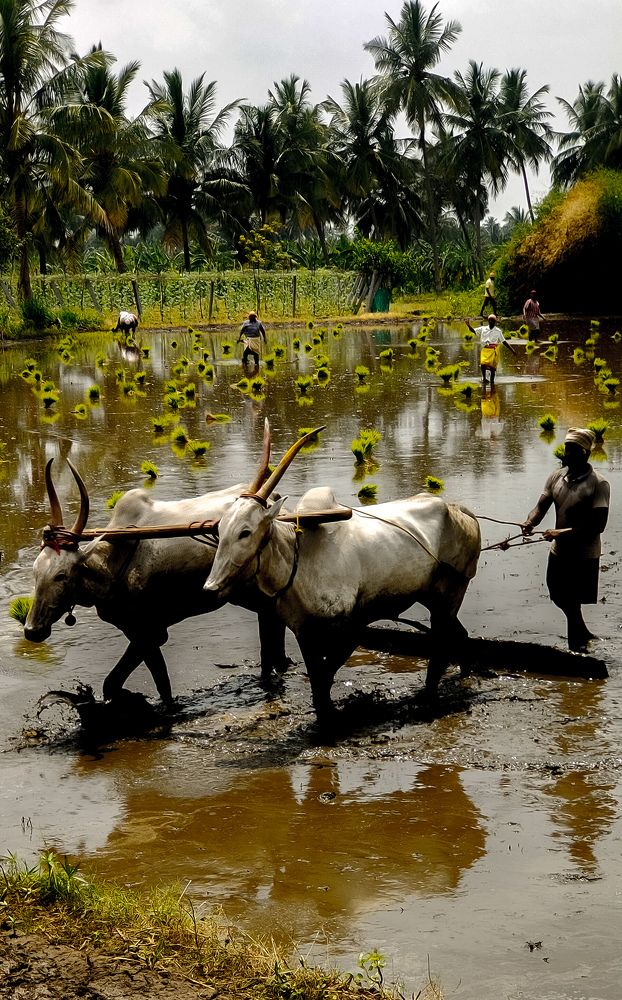 Photograph by Ranjith Rk