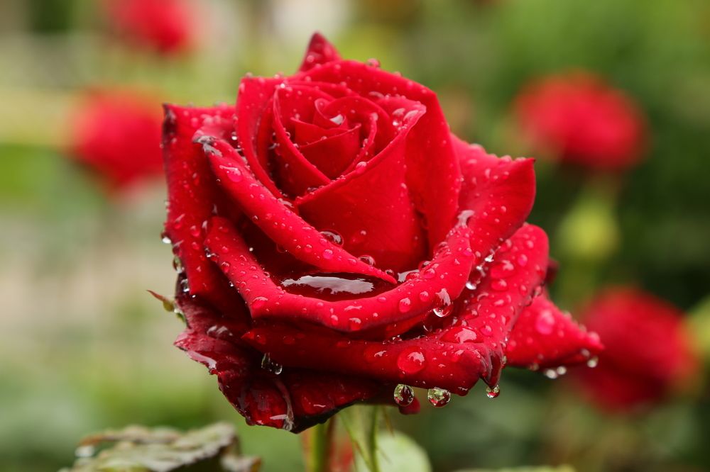 Фотография автора Сергей Кульков