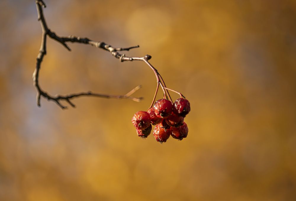 Осенний Оранжевый...
