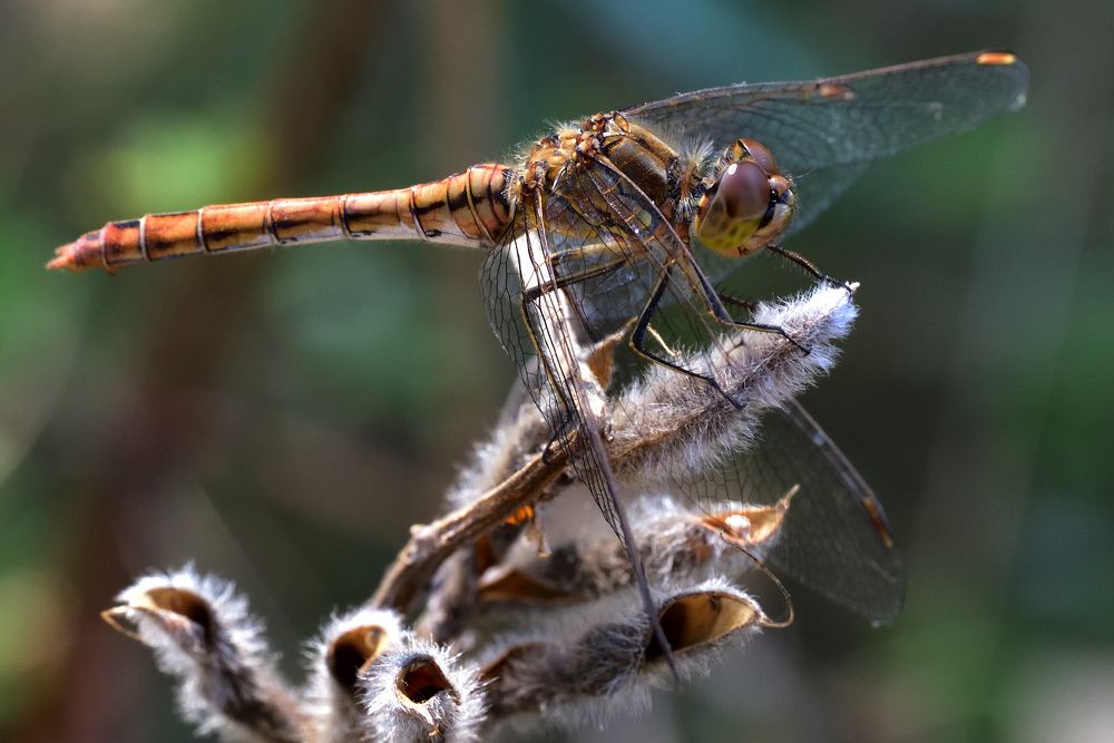 Photograph by Корнейчук Игорь