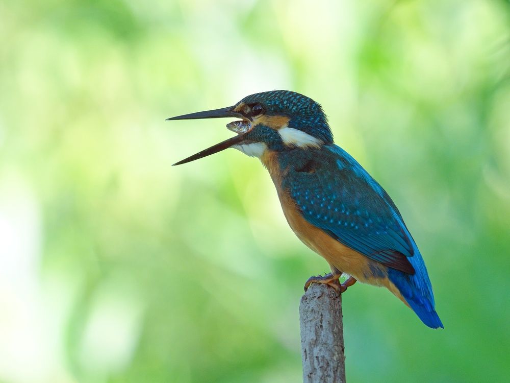 Последний взгляд